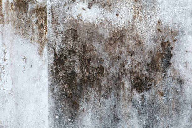 Best Mold Prevention Services  in North Tustin, CA