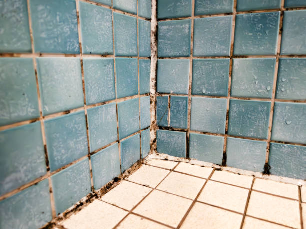 Trusted North Tustin, CA Mold Removal Experts