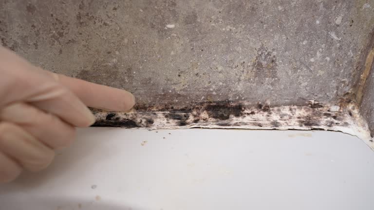 Best Flood Damage  in North Tustin, CA